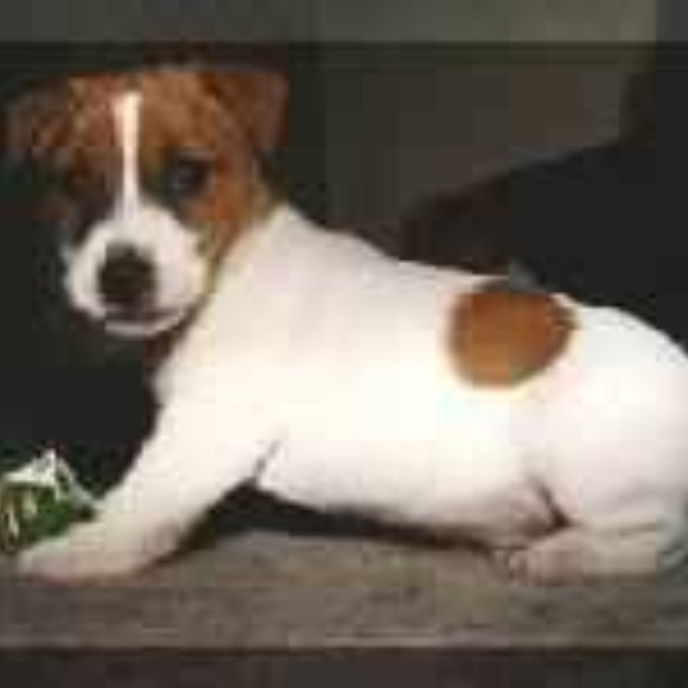 Meet your Posher, Dogwalker